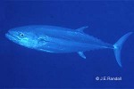 Enlarged Image of 'Gymnosarda unicolor'
